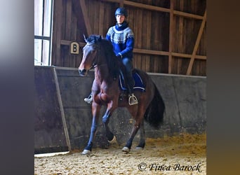 Warlander, Stute, 4 Jahre, 160 cm, Dunkelbrauner