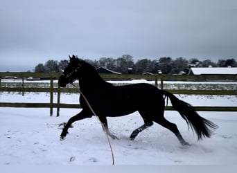 Warlander, Stute, 5 Jahre, 160 cm, Rappe