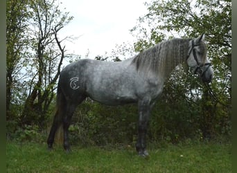 Warlander, Stute, 5 Jahre, 165 cm, Rappschimmel