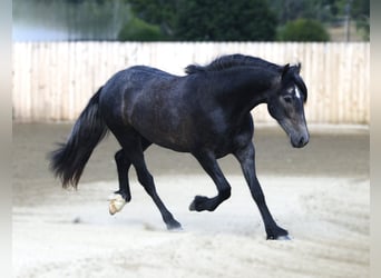 Warlander, Wałach, 2 lat, 152 cm, Siwa