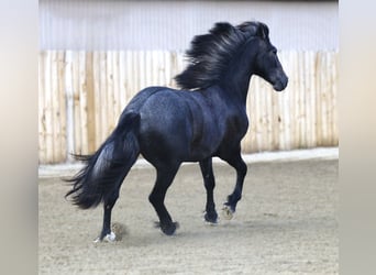 Warlander, Wałach, 3 lat, 152 cm, Siwa