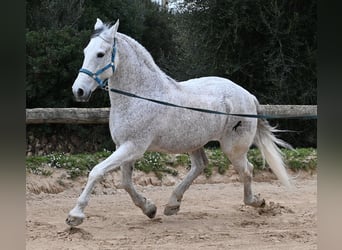 Warlander, Wałach, 18 lat, 154 cm, Siwa