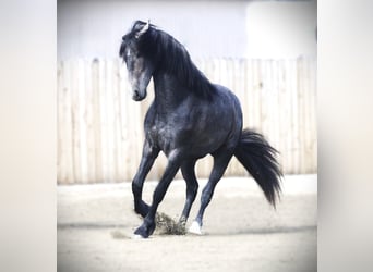 Warlander, Wallach, 2 Jahre, 152 cm, Schimmel
