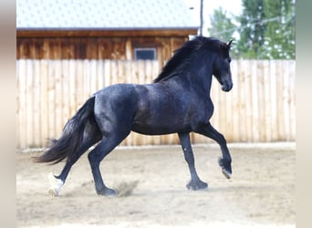 Warlander, Wallach, 2 Jahre, 152 cm, Schimmel