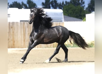 Warlander, Wallach, 2 Jahre, 152 cm, Schimmel
