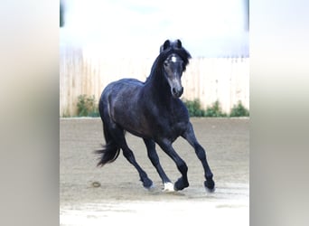 Warlander, Wallach, 2 Jahre, 152 cm, Schimmel