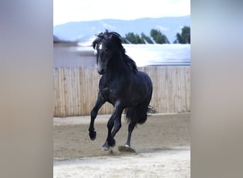 Warlander, Wallach, 2 Jahre, 152 cm, Schimmel