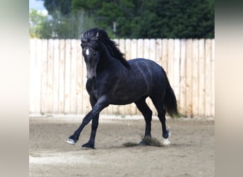 Warlander, Wallach, 2 Jahre, 152 cm, Schimmel