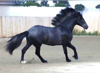 Warlander, Wallach, 3 Jahre, 152 cm, Schimmel