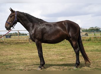 Warlander, Wallach, 3 Jahre, 160 cm, Rappe