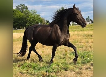 Warlander, Wallach, 3 Jahre, 162 cm, Rappe