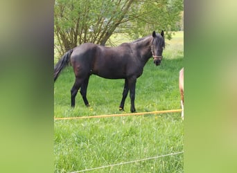 Warlander, Wallach, 7 Jahre, 156 cm, Rappe