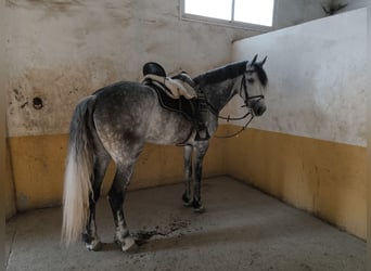 Warlander, Yegua, 12 años, 172 cm, Tordo