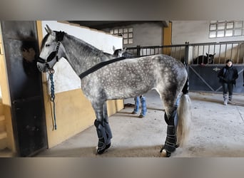 Warlander, Yegua, 12 años, 172 cm, Tordo