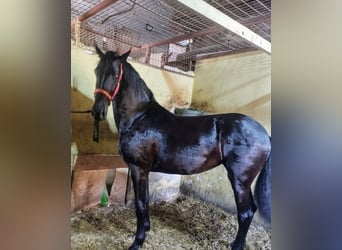 Warlander, Yegua, 2 años, 170 cm, Morcillo