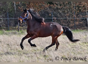 Warlander, Yegua, 4 años, 160 cm, Castaño oscuro