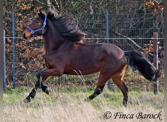 Warlander, Yegua, 4 años, 160 cm, Castaño oscuro