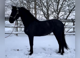 Warlander, Yegua, 5 años, 160 cm, Negro