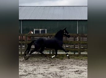 Warlander, Yegua, 5 años, 162 cm, Negro