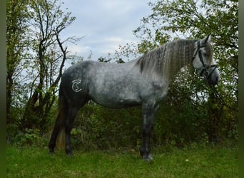 Warlander, Yegua, 5 años, 165 cm, Tordillo negro