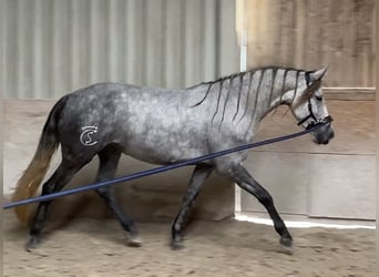 Warlander, Yegua, 5 años, 165 cm, Tordillo negro