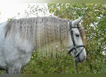 Warlander, Yegua, 5 años, 165 cm, Tordillo negro