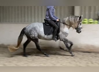 Warlander, Yegua, 5 años, 165 cm, Tordillo negro