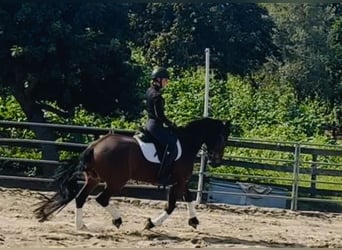 Warlander, Yegua, 6 años, 152 cm, Castaño rojizo