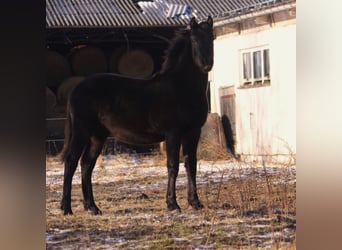 Warlanderhäst, Hingst, 1 år, Svart