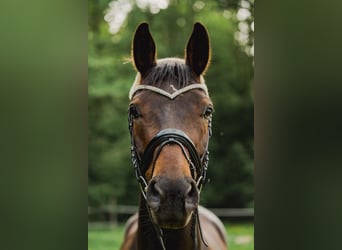 Warmblood austríaco, Caballo castrado, 10 años, 168 cm, Castaño oscuro