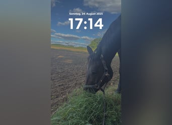 Warmblood austríaco, Caballo castrado, 10 años, 168 cm, Castaño oscuro