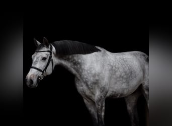 Warmblood austríaco, Caballo castrado, 10 años, 168 cm, Tordo rodado