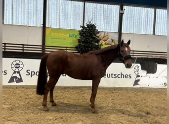 Warmblood austríaco, Caballo castrado, 10 años, 170 cm, Alazán