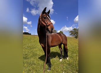 Warmblood austríaco, Caballo castrado, 10 años, 172 cm, Castaño oscuro