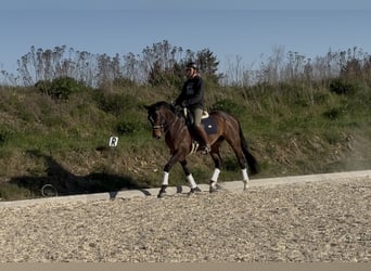 Warmblood austríaco, Caballo castrado, 10 años, 172 cm, Castaño oscuro