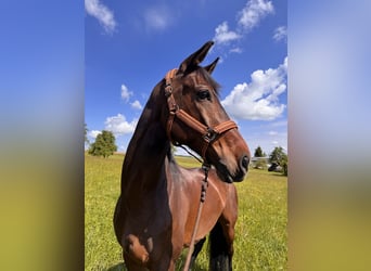 Warmblood austríaco, Caballo castrado, 10 años, 172 cm, Castaño oscuro