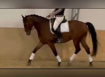 Warmblood austríaco, Caballo castrado, 10 años, 173 cm, Castaño