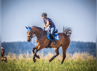 Warmblood austríaco, Caballo castrado, 10 años, 175 cm, Castaño