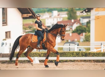 Warmblood austríaco, Caballo castrado, 10 años, 176 cm, Castaño