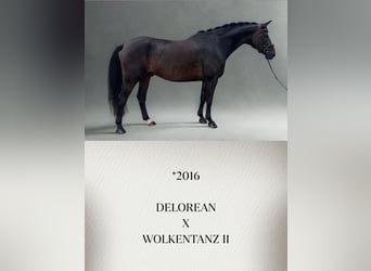 Warmblood austríaco, Caballo castrado, 10 años, Castaño