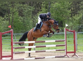 Warmblood austríaco, Caballo castrado, 11 años, 165 cm, Castaño