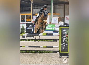 Warmblood austríaco, Caballo castrado, 11 años, 168 cm, Castaño