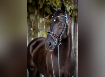 Warmblood austríaco, Caballo castrado, 11 años, 170 cm, Negro