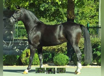 Warmblood austríaco, Caballo castrado, 11 años, 170 cm, Negro