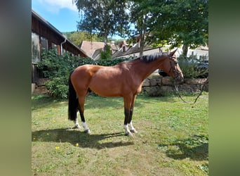 Warmblood austríaco, Caballo castrado, 11 años, 172 cm, Castaño