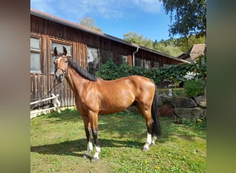 Warmblood austríaco, Caballo castrado, 11 años, 172 cm, Castaño