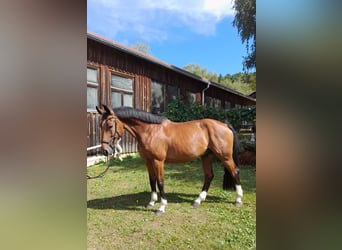 Warmblood austríaco, Caballo castrado, 11 años, 172 cm, Castaño