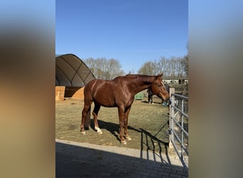 Warmblood austríaco, Caballo castrado, 11 años, 174 cm, Alazán