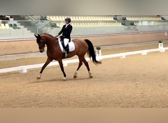 Warmblood austríaco, Caballo castrado, 11 años, 175 cm, Castaño