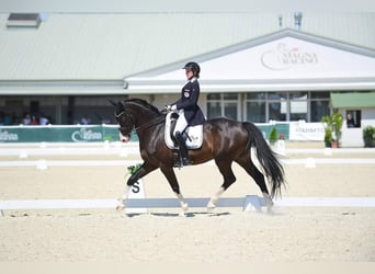 Warmblood austríaco, Caballo castrado, 12 años, 164 cm, Morcillo